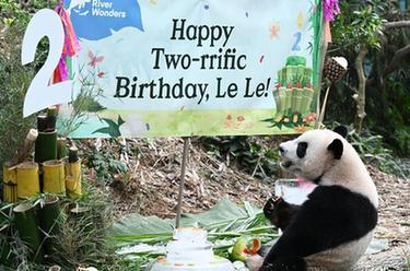 百家乐平台视界丨大熊猫“叻叻”在新加坡庆祝两岁生日